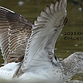 Nordmann's Greenshank in Cairns, Australia